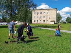 Посадка многолетних цветов на городских клумбах