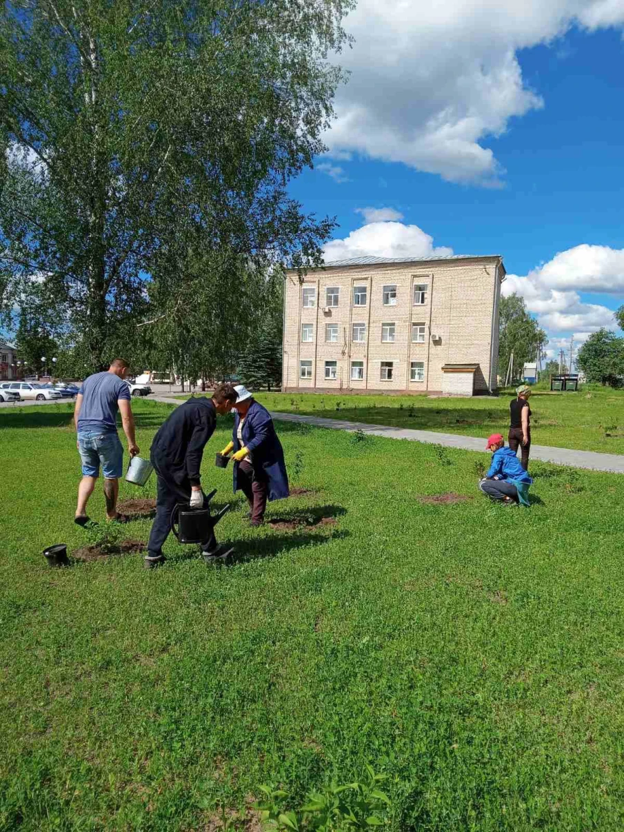 Посадка многолетних цветов на городских клумбах