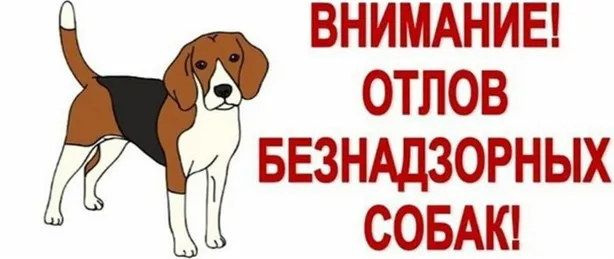 Отлов безнадзорных животных продолжается